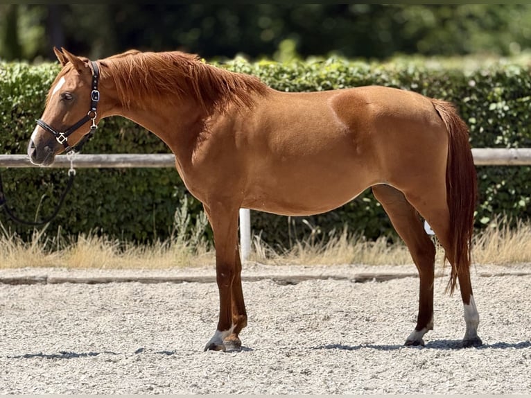 Cruzado Merrie 4 Jaar 150 cm Vos in Neustadt (Wied)