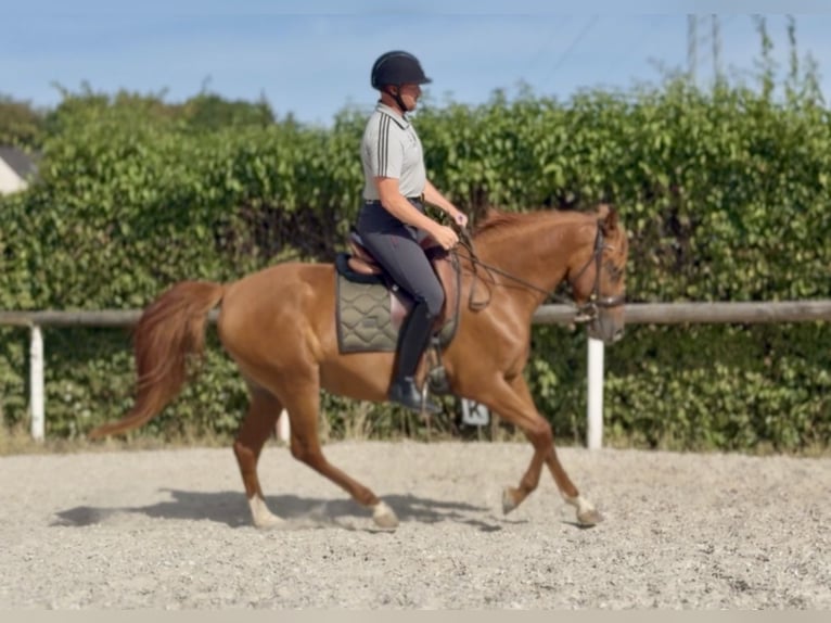 Cruzado Merrie 4 Jaar 150 cm Vos in Neustadt (Wied)