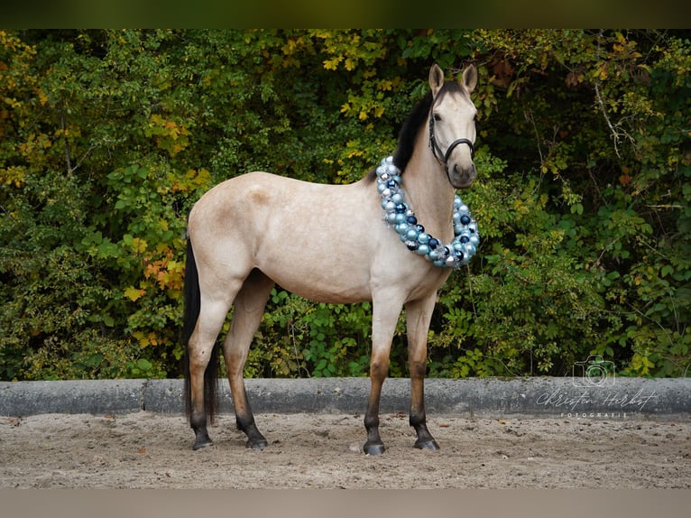 Cruzado Merrie 4 Jaar 152 cm Falbe in Kupferzell-L&#xF6;cherholz