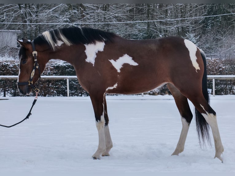 Cruzado Merrie 4 Jaar 153 cm Gevlekt-paard in Neustadt (Wied)