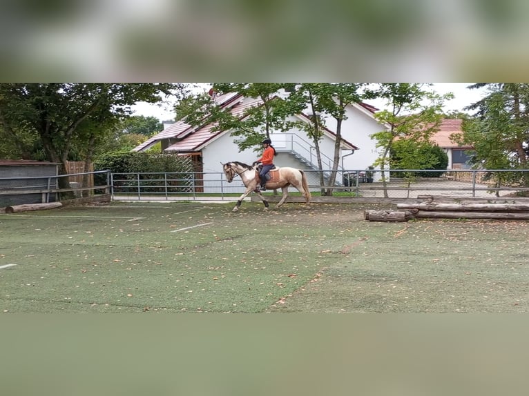 Cruzado Merrie 4 Jaar 153 cm Palomino in Abtsgmünd