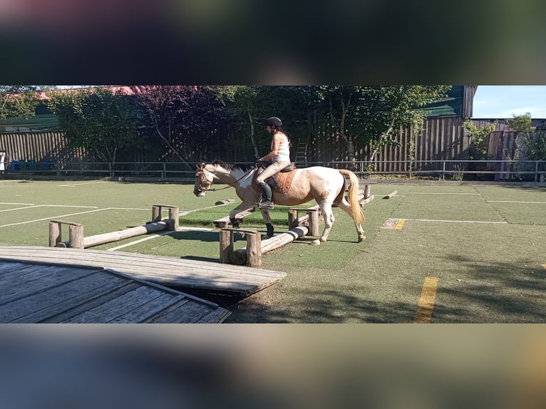 Cruzado Merrie 4 Jaar 153 cm Palomino in Abtsgmünd