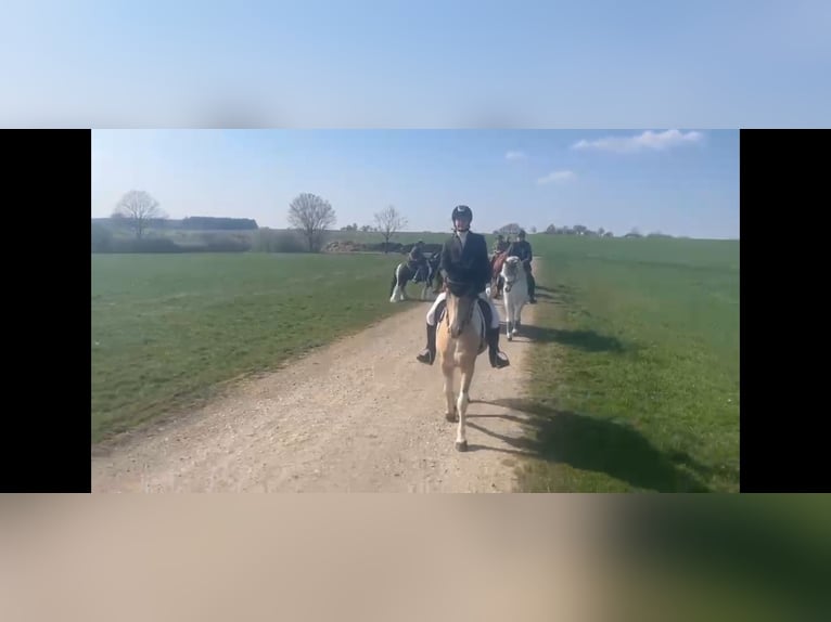 Cruzado Merrie 4 Jaar 153 cm Palomino in Abtsgmünd