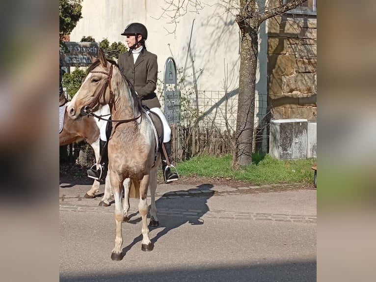Cruzado Merrie 4 Jaar 153 cm Palomino in Abtsgmünd