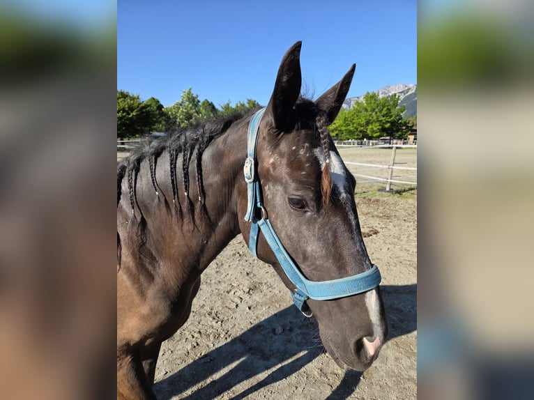 Cruzado Mix Merrie 4 Jaar 154 cm Donkerbruin in Reutte