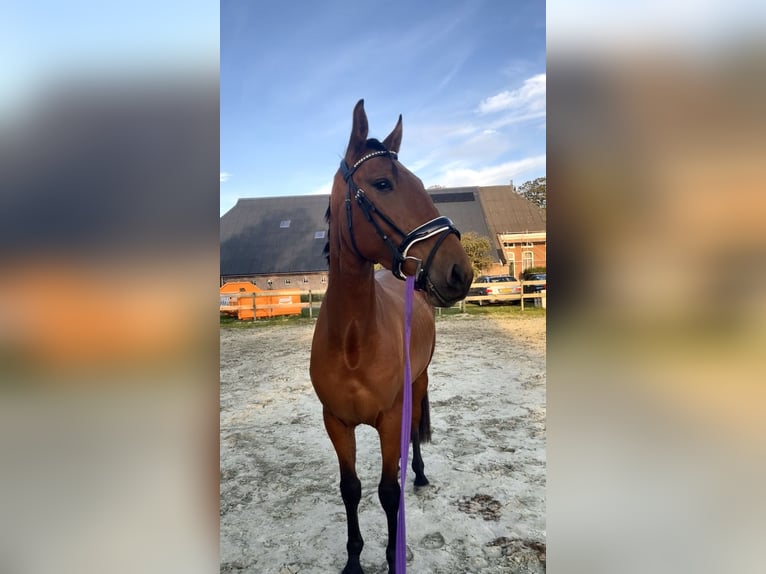 Cruzado Merrie 4 Jaar 155 cm Bruin in Bedum