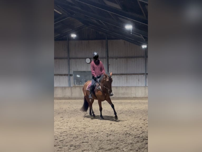 Cruzado Merrie 4 Jaar 155 cm Bruin in Bedum