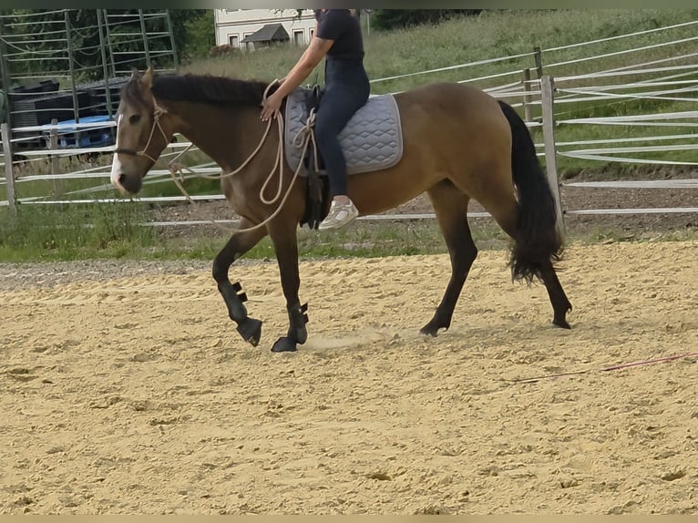 Cruzado Merrie 4 Jaar 155 cm Buckskin in Gevelsberg