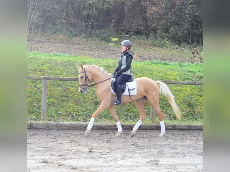 Cruzado Merrie 4 Jaar 158 cm Palomino in Wellheim