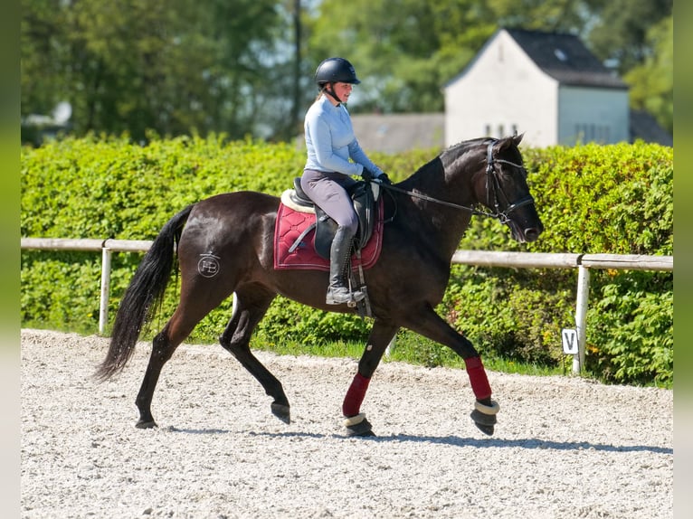 Cruzado Merrie 4 Jaar 158 cm Zwart in Neustadt (Wied)