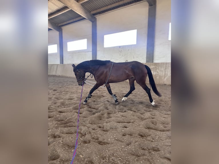 Cruzado Merrie 4 Jaar 160 cm Bruin in Torredembarra