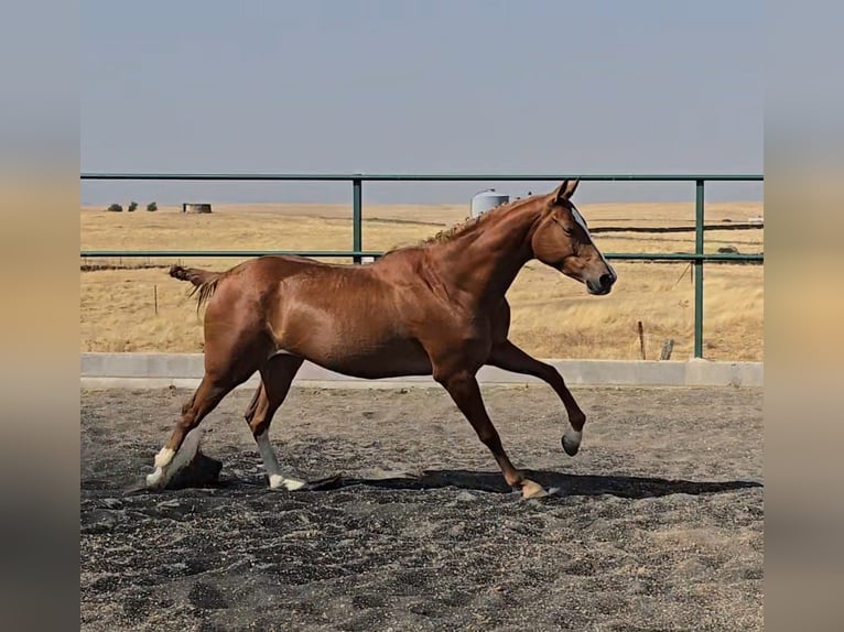 Cruzado Merrie 4 Jaar 160 cm Vos in Brozas