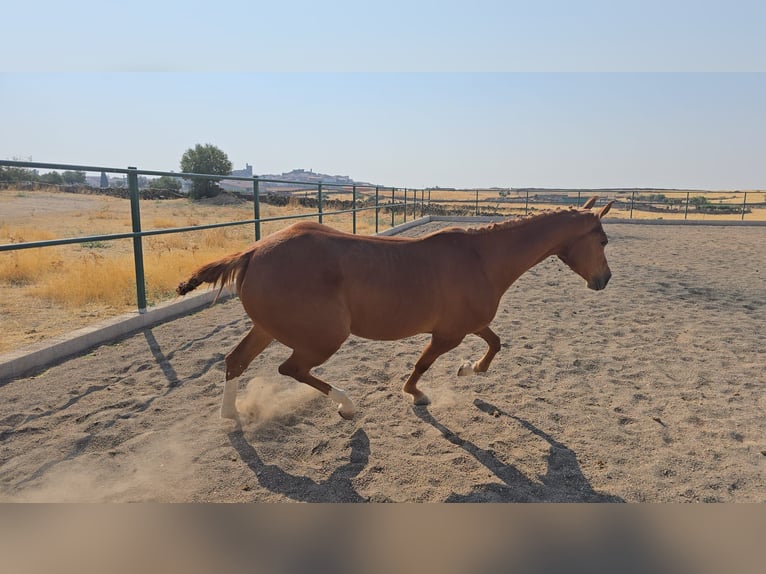 Cruzado Merrie 4 Jaar 160 cm Vos in Brozas
