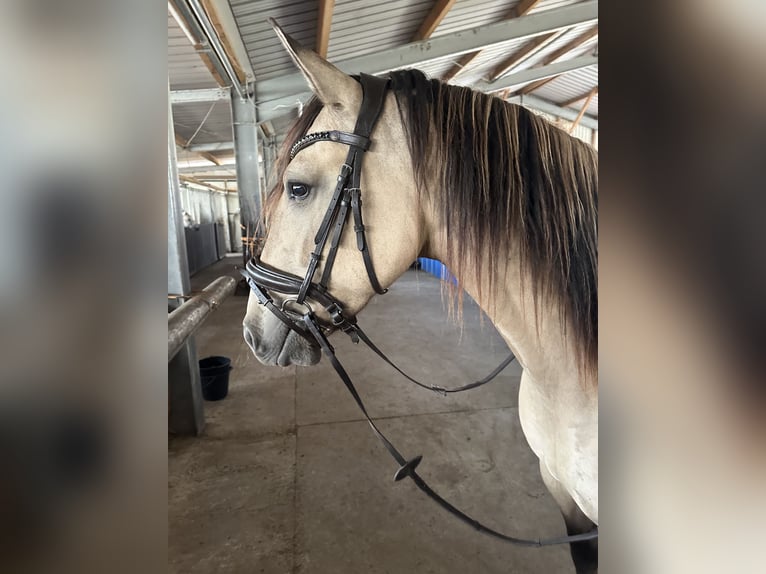 Cruzado Merrie 4 Jaar 161 cm Buckskin in Karlsbad