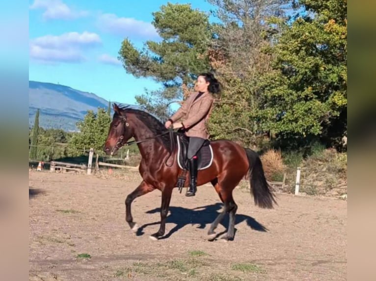 Cruzado Merrie 4 Jaar 165 cm Bruin in lauris