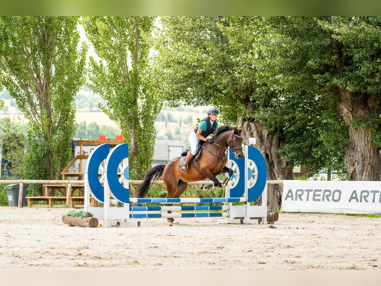 Cruzado Merrie 4 Jaar 165 cm Bruin in Subirats