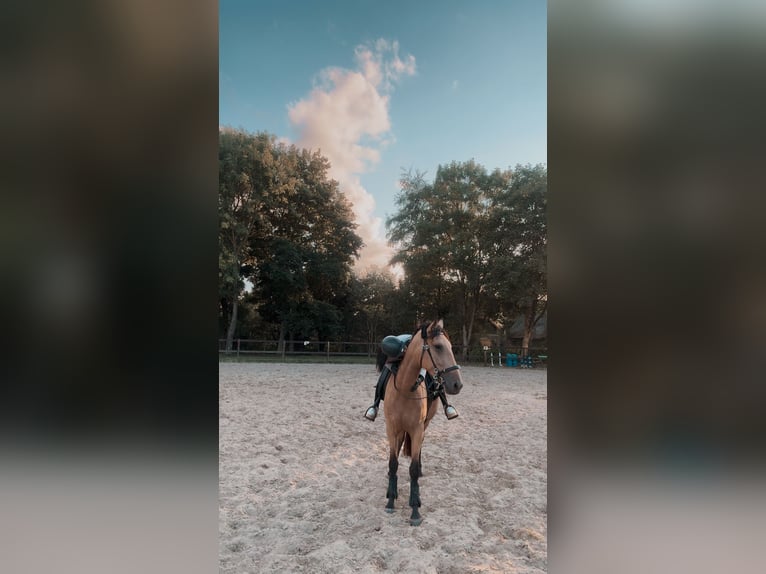 Cruzado Merrie 4 Jaar 165 cm Falbe in Hude (Oldenburg)