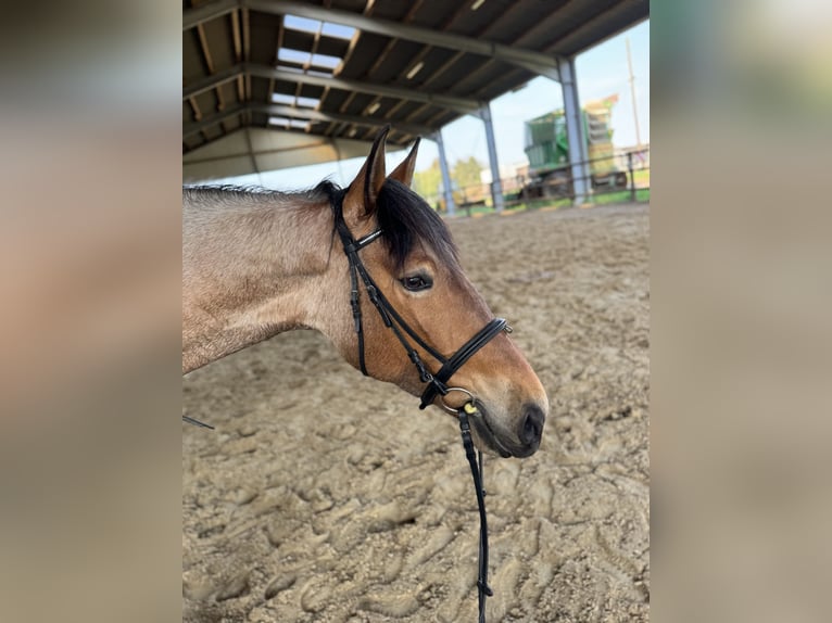 Cruzado Mix Merrie 4 Jaar 167 cm Brown Falb schimmel in Meerbusch