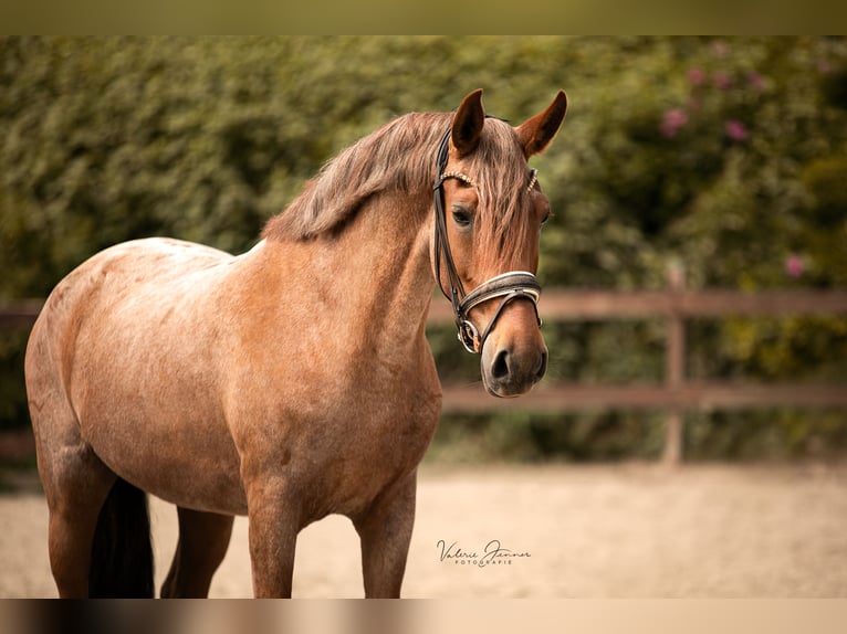 Cruzado Merrie 5 Jaar 150 cm Roan-Red in Blekendorf
