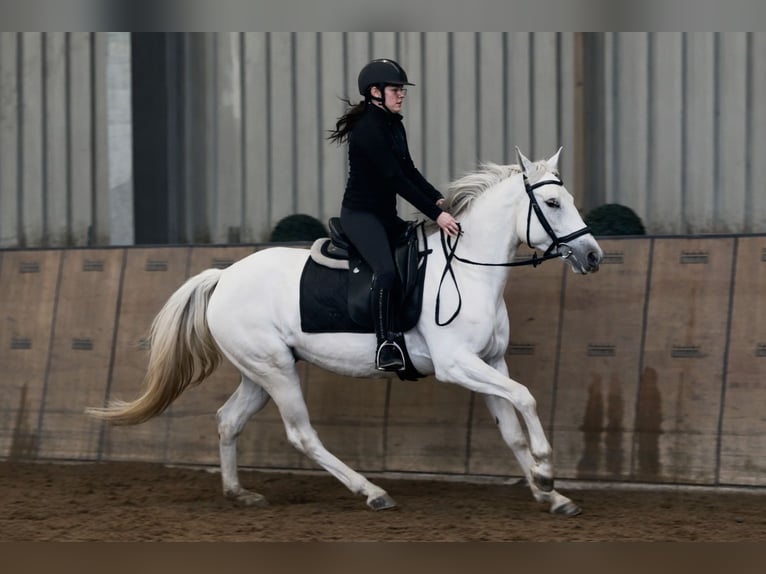Cruzado Merrie 5 Jaar 150 cm Schimmel in Neustadt (Wied)