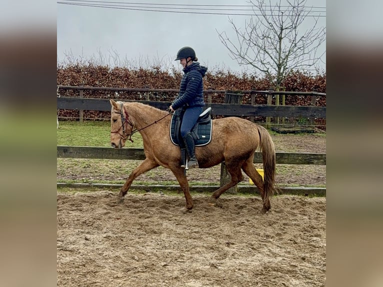 Cruzado Merrie 5 Jaar 152 cm Dunalino in Daleiden