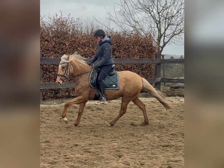 Cruzado Merrie 5 Jaar 152 cm Dunalino in Daleiden