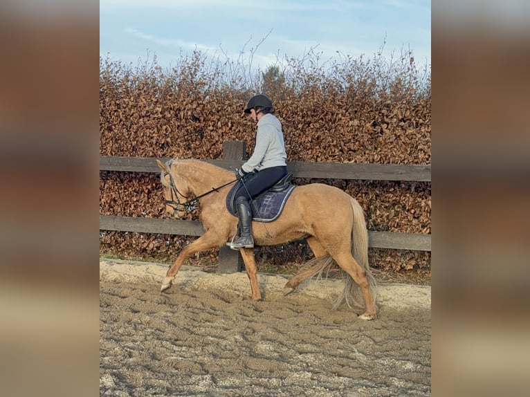 Cruzado Merrie 5 Jaar 152 cm Dunalino in Daleiden