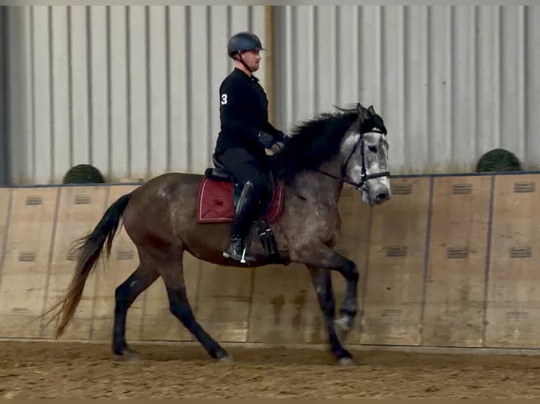 Cruzado Merrie 5 Jaar 155 cm Rood schimmel in Neustadt (Wied)