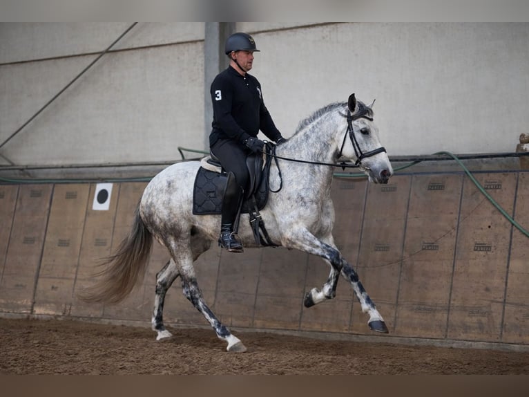 Cruzado Merrie 5 Jaar 155 cm Schimmel in Neustadt (Wied)