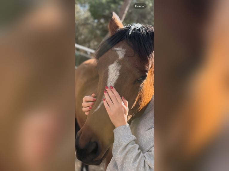 Cruzado Merrie 5 Jaar 156 cm Roodbruin in Brunete