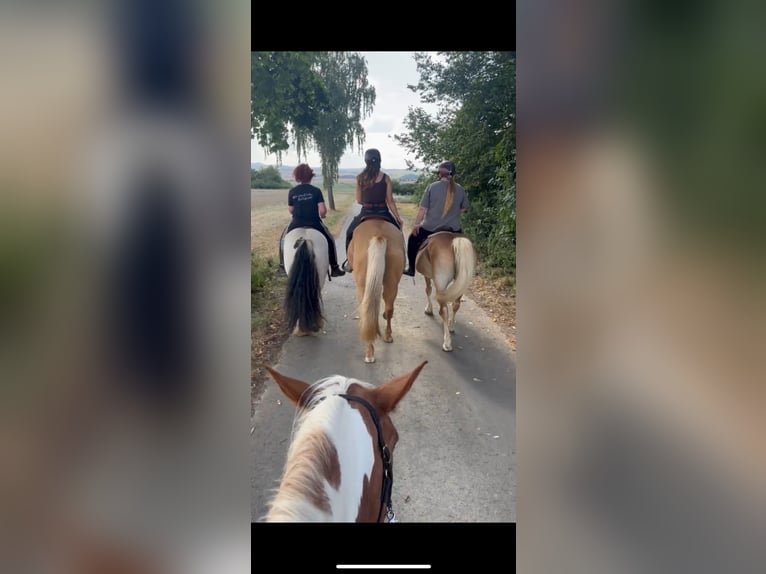 Cruzado Merrie 5 Jaar 158 cm Pearl in Immenhausen