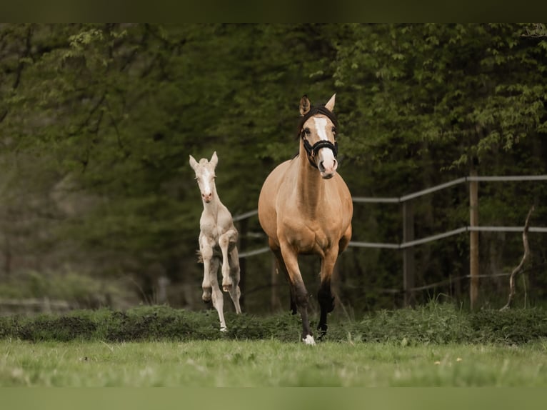 Cruzado Merrie 5 Jaar 160 cm Buckskin in Windhagen