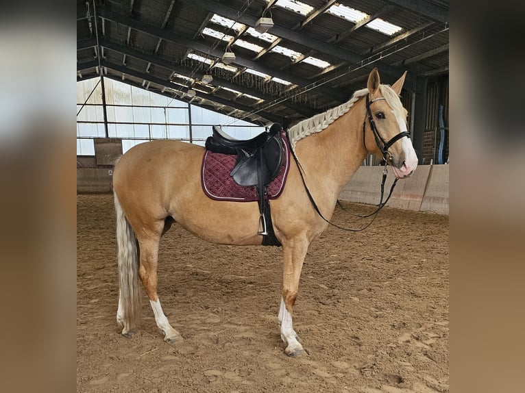 Cruzado Merrie 5 Jaar 160 cm Palomino in Rommerskirchen