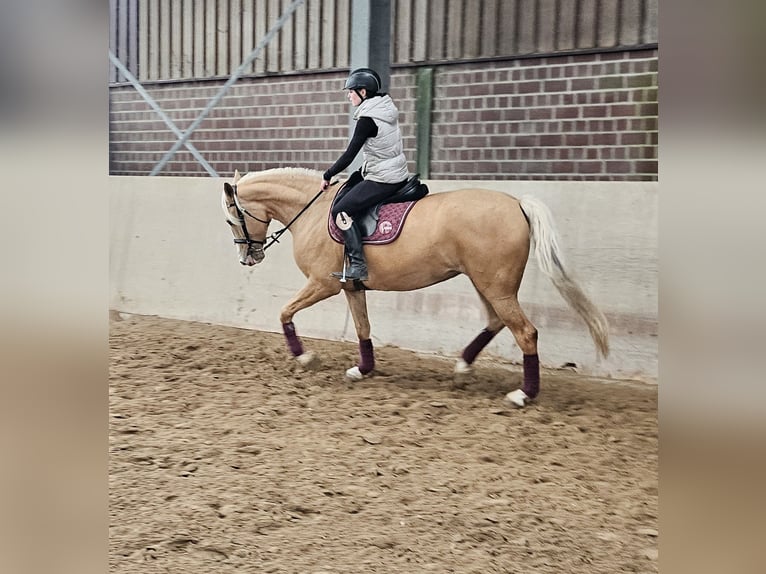 Cruzado Merrie 5 Jaar 160 cm Palomino in Rommerskirchen