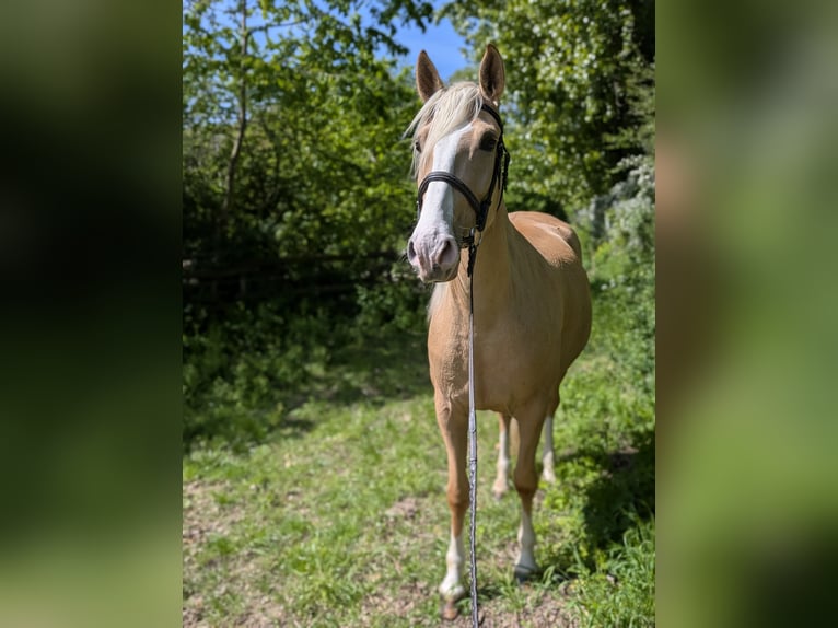 Cruzado Merrie 5 Jaar 160 cm Palomino in Rommerskirchen