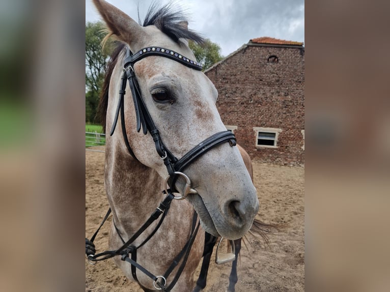 Cruzado Merrie 5 Jaar 160 cm Schimmel in Wachtendonk