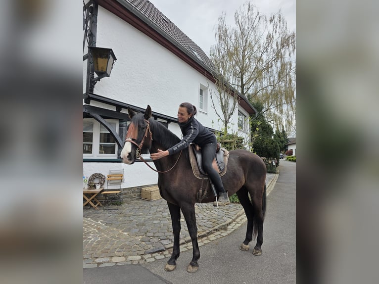 Cruzado Merrie 5 Jaar 161 cm Zwart in Linkenbach