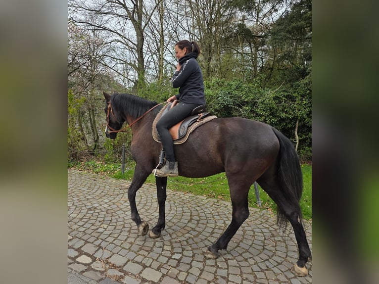 Cruzado Merrie 5 Jaar 161 cm Zwart in Linkenbach