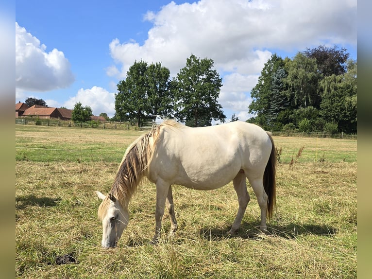 Cruzado Merrie 6 Jaar 147 cm Champagne in Rödinghausen