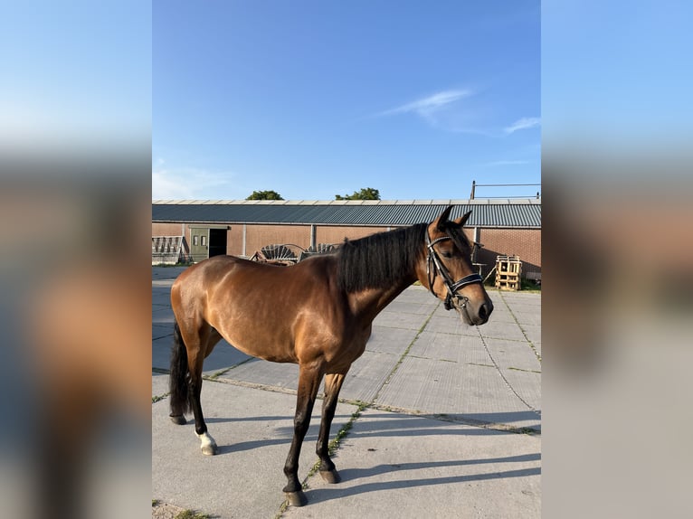 Cruzado Merrie 6 Jaar 155 cm Bruin in Gouda