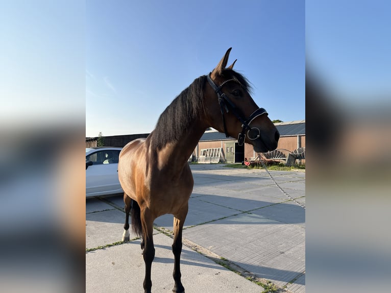 Cruzado Merrie 6 Jaar 155 cm Bruin in Gouda
