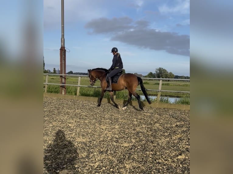 Cruzado Merrie 6 Jaar 155 cm Bruin in Gouda