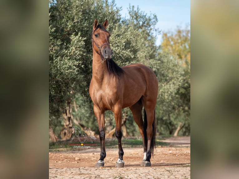 Cruzado Merrie 6 Jaar 155 cm Falbe in Gams