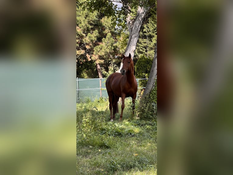 Cruzado Merrie 6 Jaar 155 cm Vos in Könnern