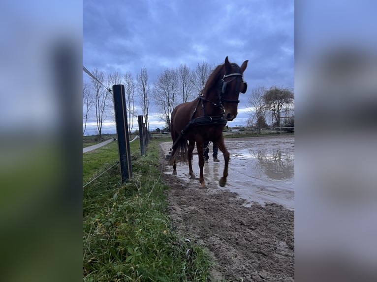 Cruzado Merrie 6 Jaar 155 cm Vos in Könnern