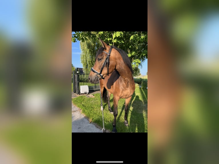 Cruzado Merrie 6 Jaar 156 cm Donkerbruin in Gouda