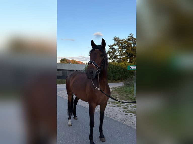 Cruzado Merrie 6 Jaar 156 cm Donkerbruin in Gouda