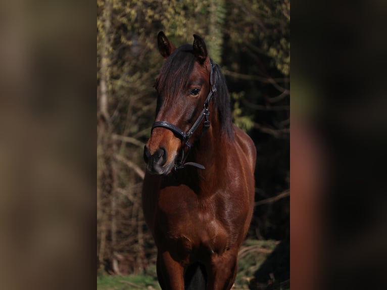 Cruzado Merrie 6 Jaar 158 cm Bruin in Überherrn