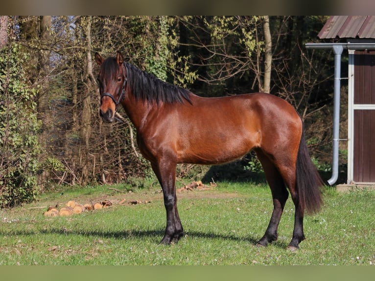Cruzado Merrie 6 Jaar 158 cm Bruin in Überherrn