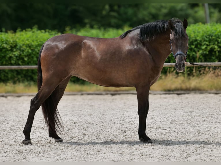 Cruzado Merrie 6 Jaar 160 cm Donkerbruin in Neustadt (Wied)